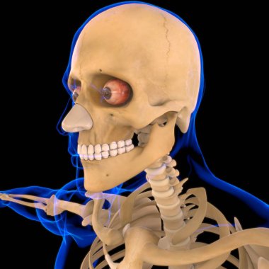 Tıbbi Konsept 3 boyutlu Görüntü için Burun Kıkırdağı Anatomisi