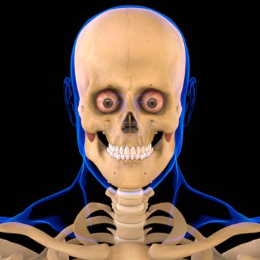 Tıbbi Konsept 3D Görüntü için Yüzeysel Kas Anatomisi