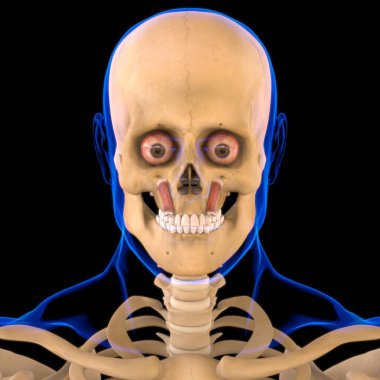 Levator Anguli Oris Kas Anatomisi Tıbbi Konsept 3 boyutlu Görüntü