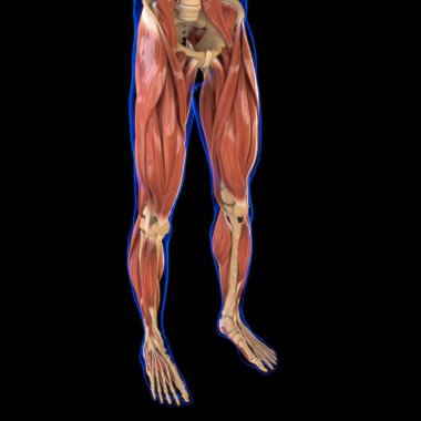 Leg Muscle Anatomy For Medical Concept 3D Illustration clipart