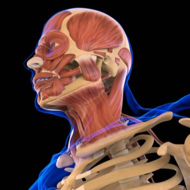Head Muscle Anatomy For Medical Concept 3D Illustration clipart