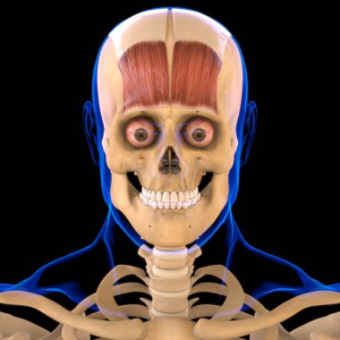3B İllüstrasyon için Frontalis Kas Anatomisi