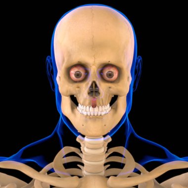 Depresör Lathe Inferioris Kas Anatomisi Tıbbi Konsept 3D İllüstrasyon