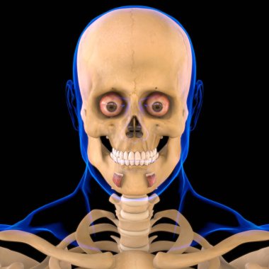 Depresör Lathe Inferioris Kas Anatomisi Tıbbi Konsept 3D İllüstrasyon