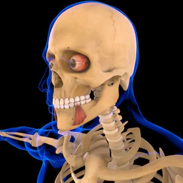 アングリ オーリス 医学的概念のための筋肉解剖学3Dイラスト — ストック写真