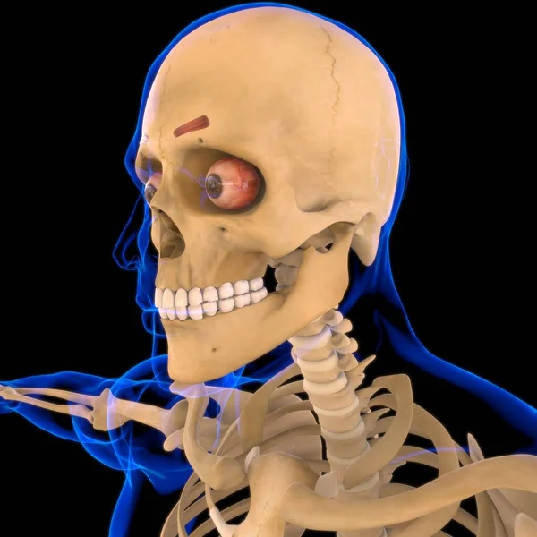 Corrugator Supercilii Muscle Anatomy Medical Concept Illustration — стоковое фото