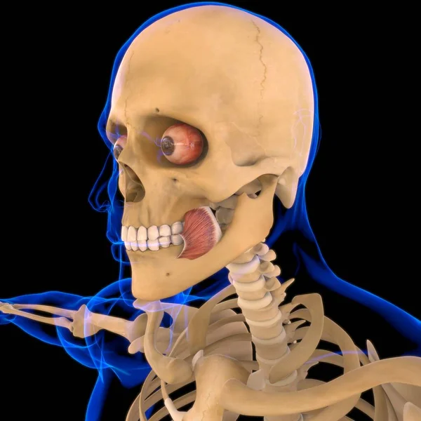 Buccinator Muscle Anatomy Medical Concept Illustration — стоковое фото