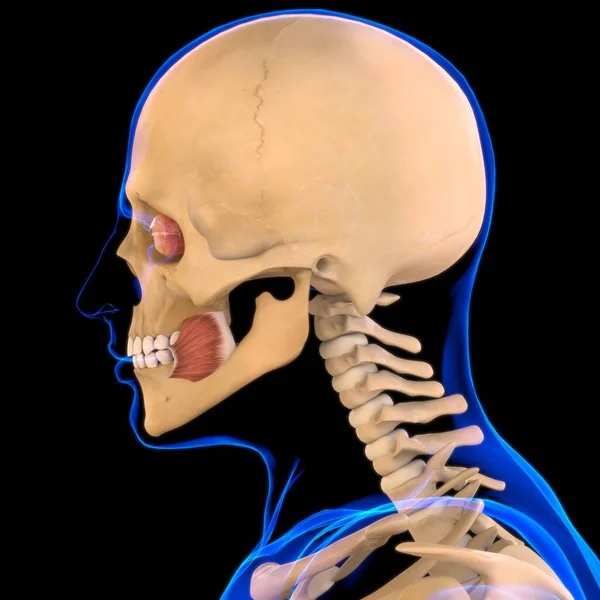 Anatomia Músculo Buccinator Para Ilustração Médica Conceito — Fotografia de Stock