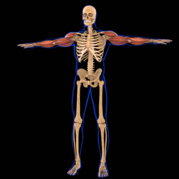 Anatomia Mięśni Ramion Dla Koncepcji Medycznej Ilustracja — Zdjęcie stockowe