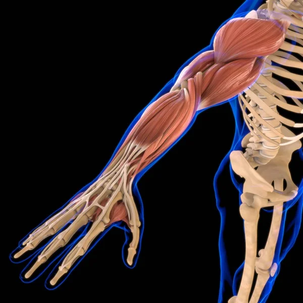 Armmuskel Anatomie Für Medizinisches Konzept Illustration — Stockfoto