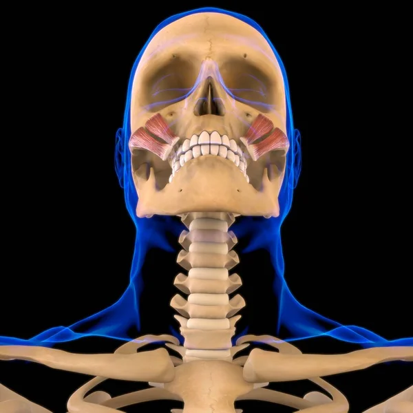 Zygomaticus Major Minor Muscle Anatomy Medical Concept Illustration — стоковое фото