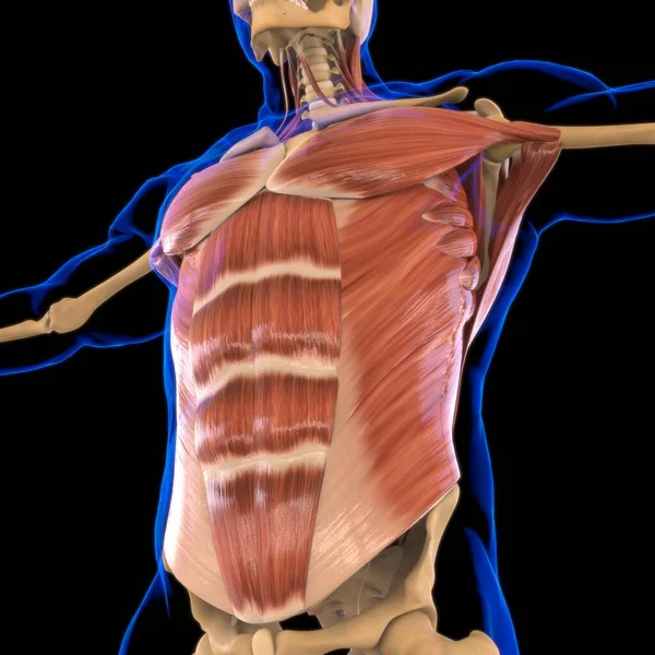 Anatomía Muscular Del Torso Para Concepto Médico Ilustración —  Fotos de Stock