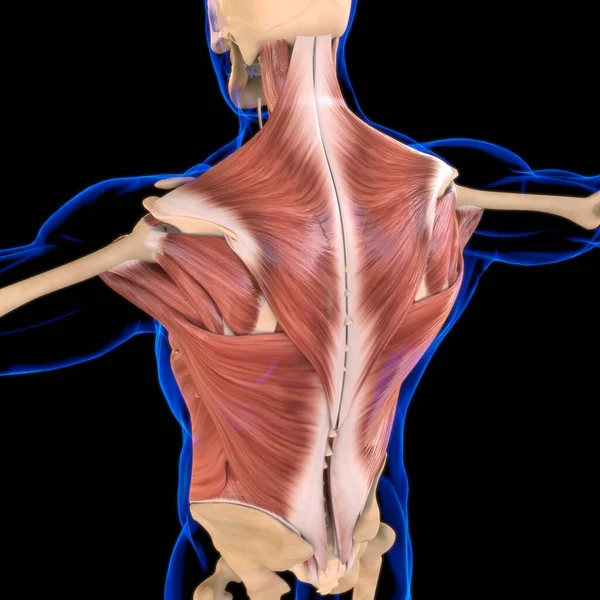 Anatomia Músculo Tronco Para Ilustração Médica Conceito — Fotografia de Stock
