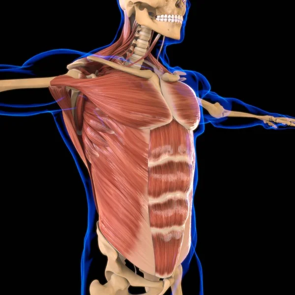 의학적 개념에 근육통 — 스톡 사진