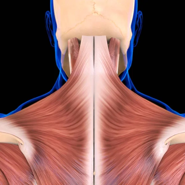 Anatomía Muscular Del Torso Para Concepto Médico Ilustración — Foto de Stock