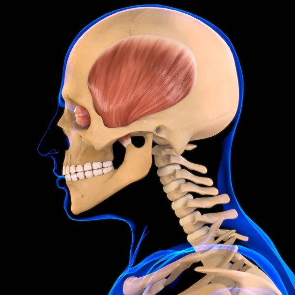 Temporális Izom Anatómia Orvosi Koncepció Illusztráció — Stock Fotó