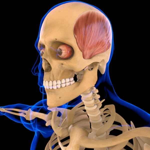 Tijdelijke Spieranatomie Voor Medisch Concept Illustratie — Stockfoto