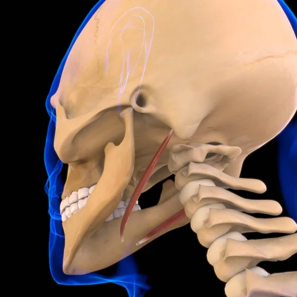 Stylohyoid Spieranatomie Voor Medisch Concept Illustratie — Stockfoto