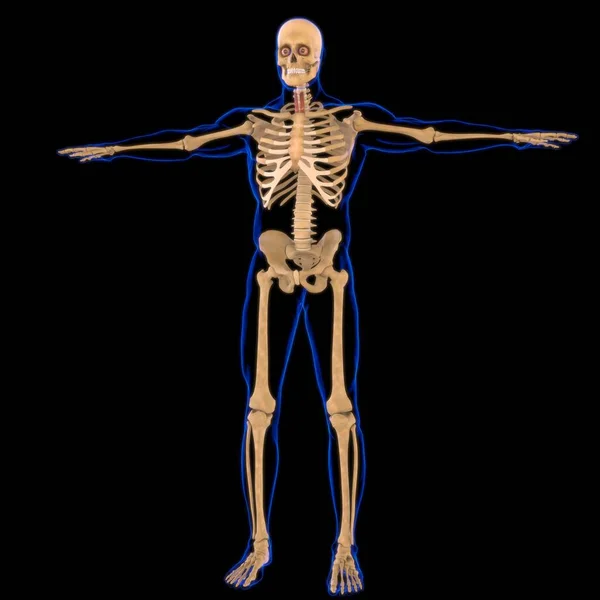 Anatomia Músculo Sternohyoid Para Ilustração Médica Conceito — Fotografia de Stock