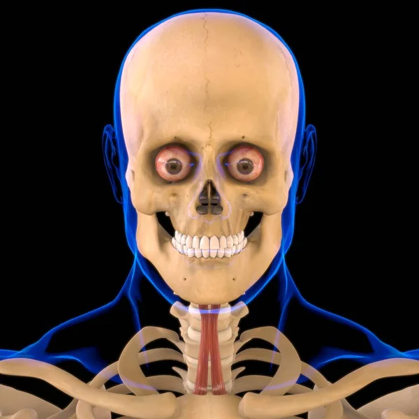 Sternohyoid Kas Anatomisi Tıbbi Konsept 3 boyutlu Görüntü