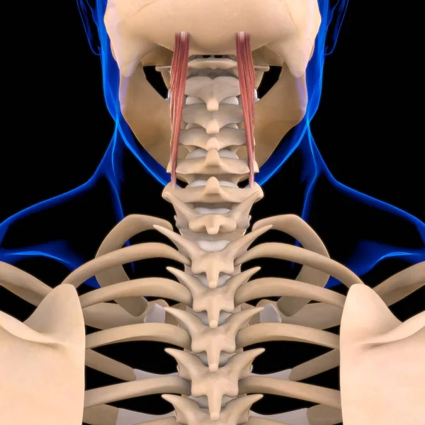 Anatomia Músculo Semispinalis Cervicis Para Ilustração Médica Conceito — Fotografia de Stock
