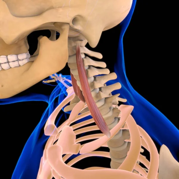 Tıbbi Konsept 3B Görüntü için Scalene Kas Anatomisi