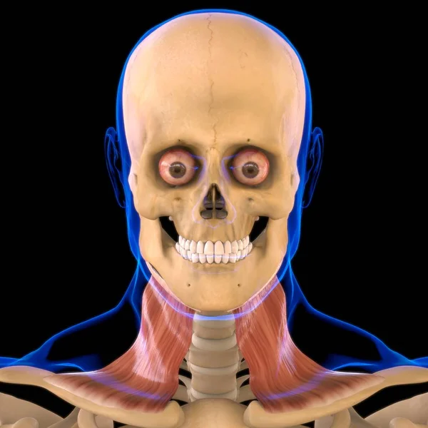 Anatomía Del Músculo Platysma Para Ilustración Del Concepto Médico — Foto de Stock