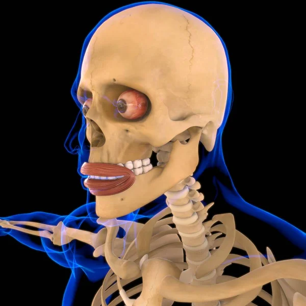 Anatomía Del Músculo Orbicularis Oris Para Ilustración Del Concepto Médico — Foto de Stock