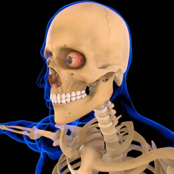 Anatomía Muscular Nasalis Para Ilustración Del Concepto Médico —  Fotos de Stock