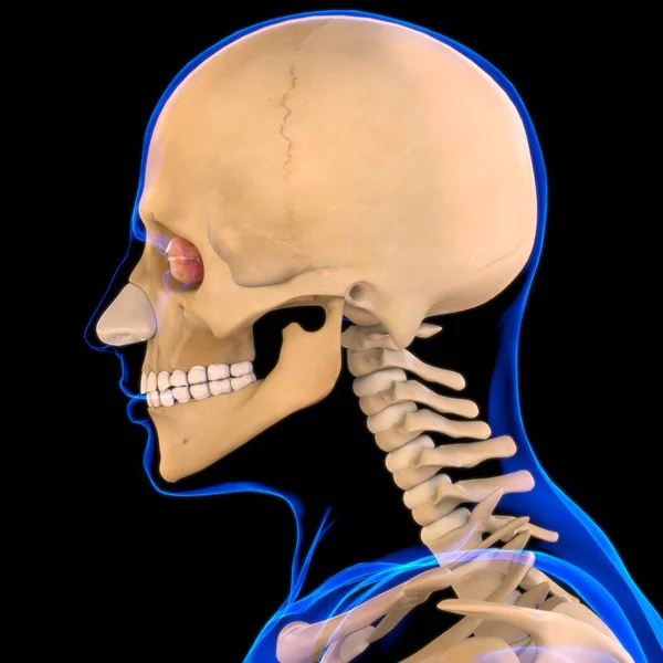鼻软骨解剖应用于医学概念3D图解 — 图库照片
