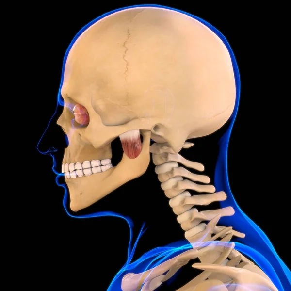 Masseter Diepe Spier Anatomie Voor Medisch Concept Illustratie — Stockfoto