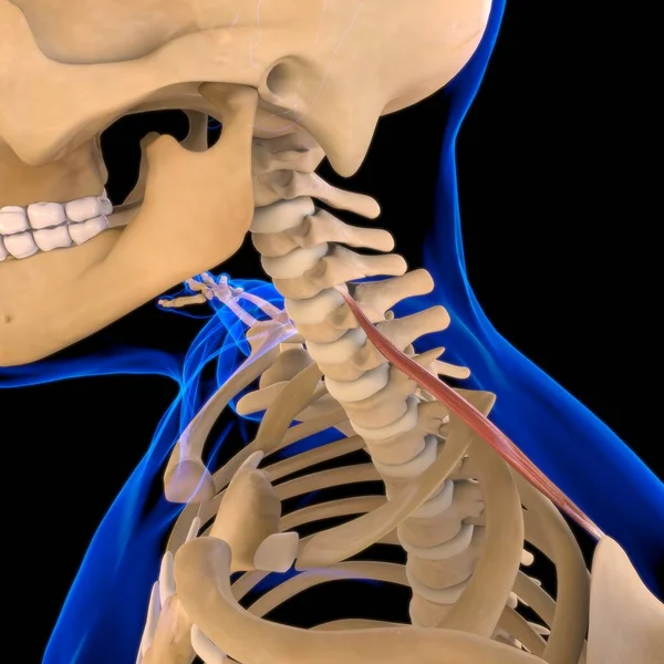 Anatomía Del Músculo Escápula Del Elevador Para Ilustración Del Concepto —  Fotos de Stock