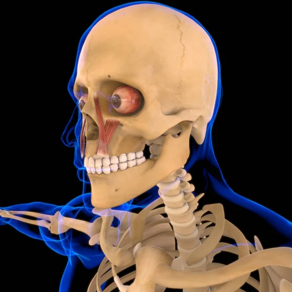 Levator Labii Superioris Anatomía Muscular Para Concepto Médico Ilustración — Foto de Stock