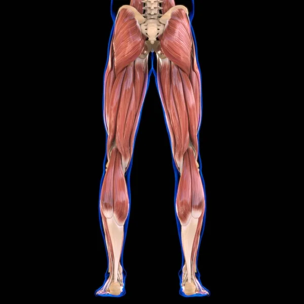 医療概念のための脚の筋肉解剖学3Dイラスト — ストック写真