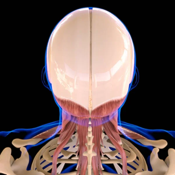 Anatomía Muscular Cabeza Para Ilustración Del Concepto Médico — Foto de Stock