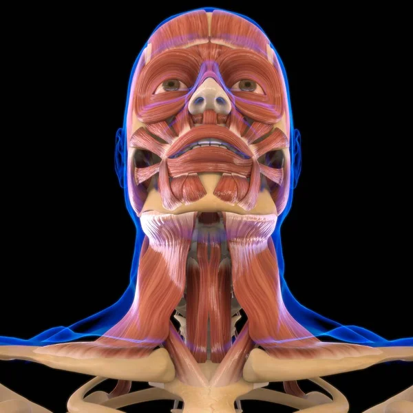 Anatomia Músculo Cabeça Para Ilustração Médica Conceito — Fotografia de Stock
