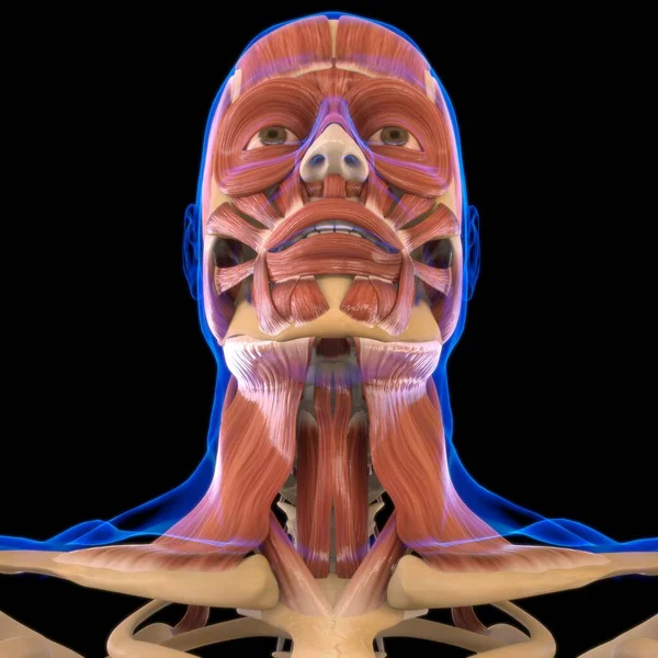 Anatomía Muscular Cabeza Para Ilustración Del Concepto Médico — Foto de Stock