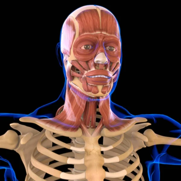 Anatomía Muscular Cabeza Para Ilustración Del Concepto Médico — Foto de Stock