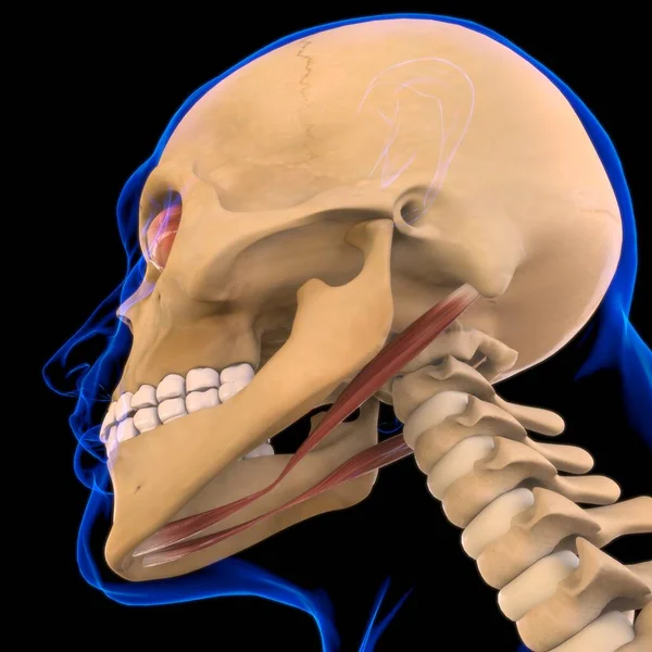 Digastryczna Anatomia Mięśni Dla Koncepcji Medycznej Ilustracja — Zdjęcie stockowe