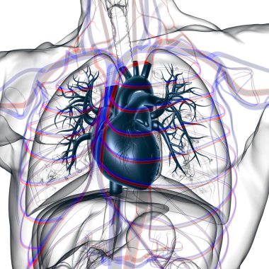 Tıbbi Konsept 3 boyutlu Resim İçin Akciğerler İnsan Solunum Sistemi Anatomisi