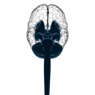 Tıbbi Konsept 3D Görüntü İçin İnsan Beyin İç Parçaları Anatomisi