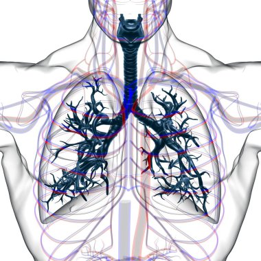 Tıbbi Konsept 3 boyutlu Resim İçin Akciğerler İnsan Solunum Sistemi Anatomisi