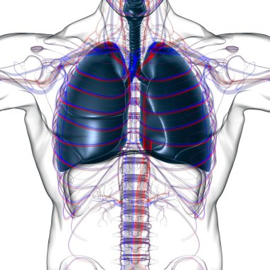 Tıbbi Konsept 3 boyutlu Resim İçin Akciğerler İnsan Solunum Sistemi Anatomisi