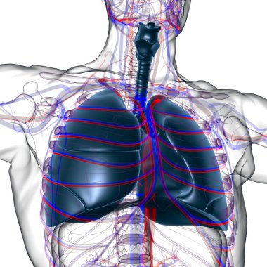 Tıbbi Konsept 3 boyutlu Resim İçin Akciğerler İnsan Solunum Sistemi Anatomisi