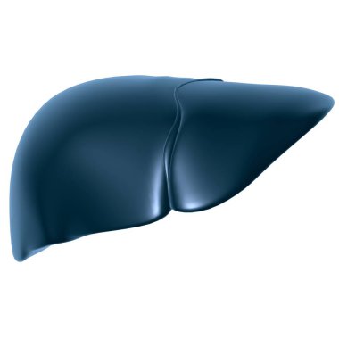 Karaciğer 3D Görüntü İnsan Sindirim Sistemi Anatomisi Tıbbi Konsept İçin