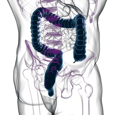 Tıbbi Konsept İçin Büyük Bağırsak 3D Görüntü İnsan Sindirim Sistemi Anatomisi