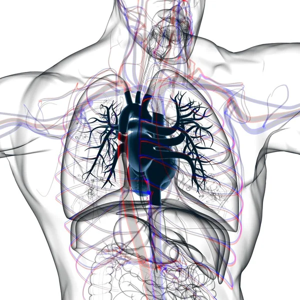 Anatomie Lidského Dýchacího Ústrojí Plicích Pro Ilustraci Lékařské Koncepce — Stock fotografie