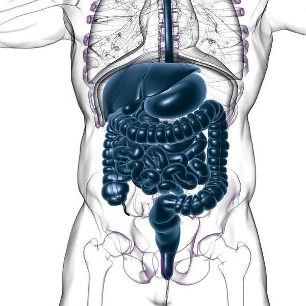 Anatomía Del Sistema Digestivo Humano Para Concepto Médico Ilustración —  Fotos de Stock