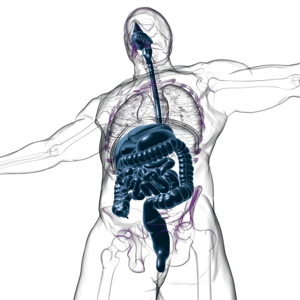 Human Digestive System Anatomy For Medical Concept 3D Illustration