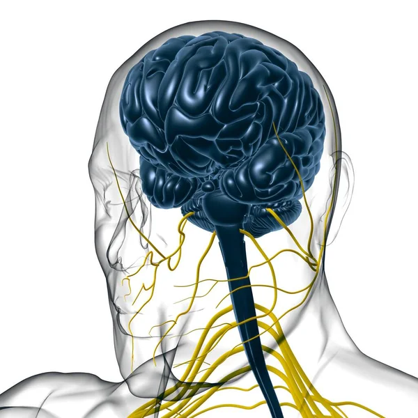 Anatomía Cerebral Humana Para Concepto Médico Ilustración —  Fotos de Stock